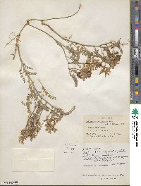 Astragalus speirocarpus image