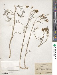 Astragalus speirocarpus image