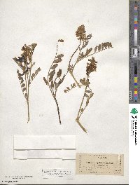 Astragalus speirocarpus image