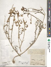 Astragalus speirocarpus image