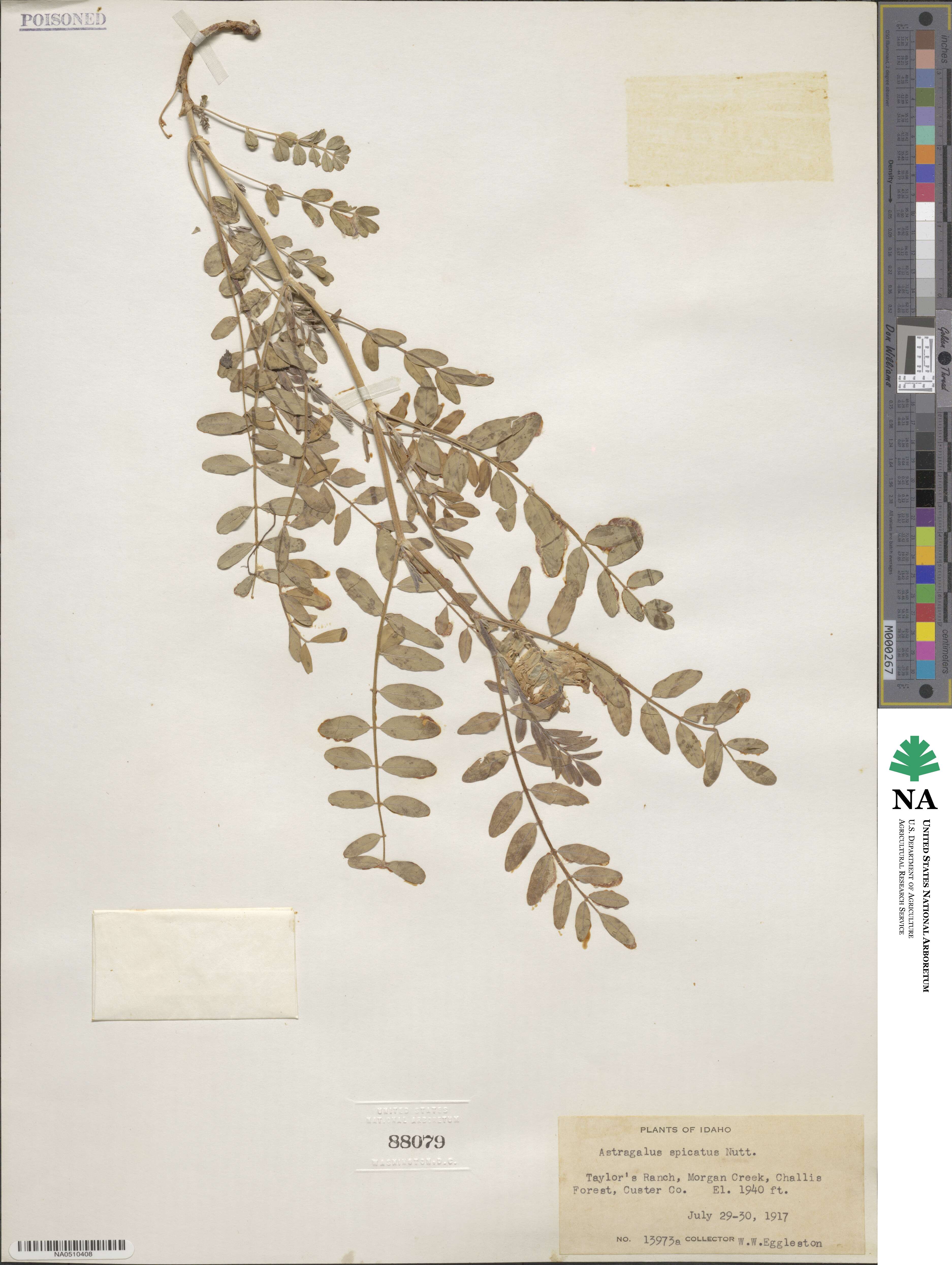 Astragalus spicatus image