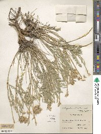 Astragalus striatus image