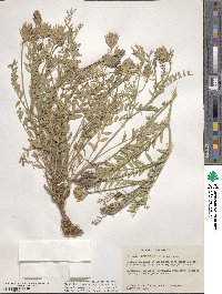 Astragalus striatus image