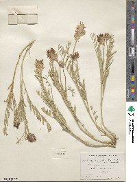 Astragalus striatus image