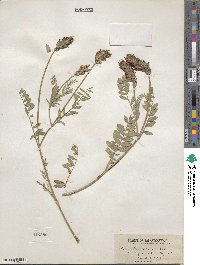 Astragalus striatus image