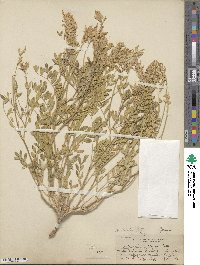 Astragalus striatus image