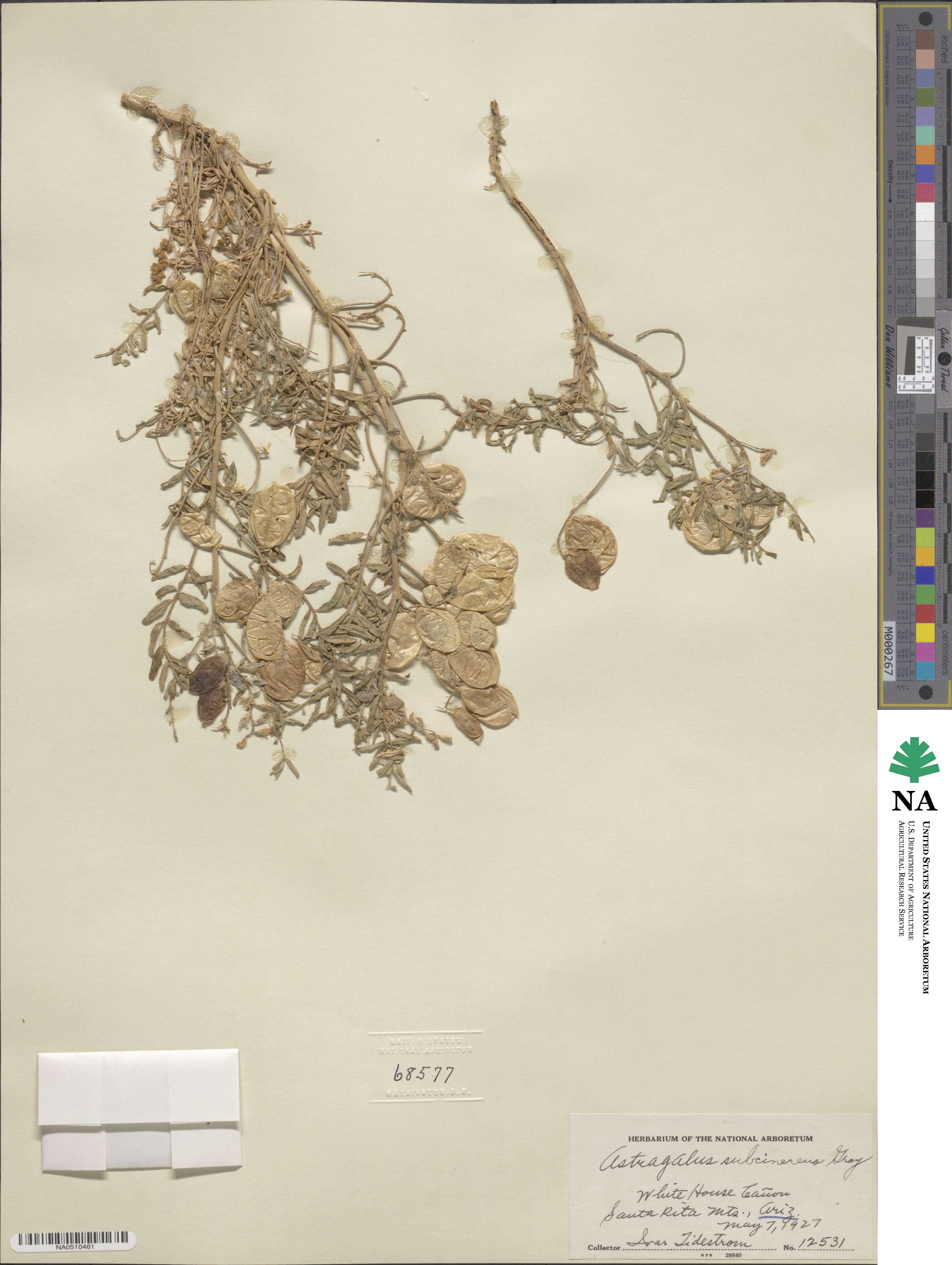 Astragalus subcinereus image