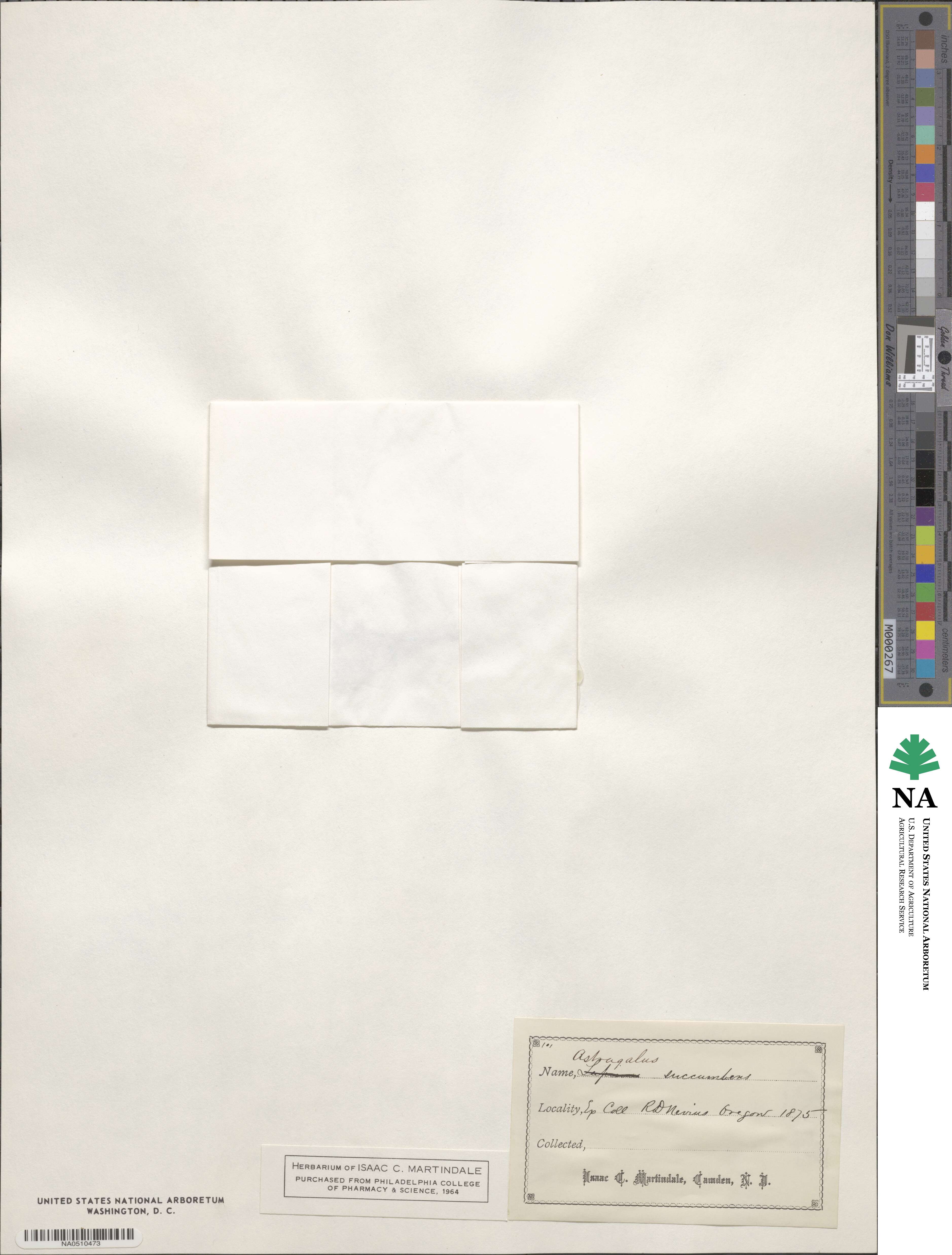 Astragalus succumbens image