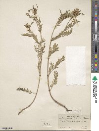 Astragalus tenellus image