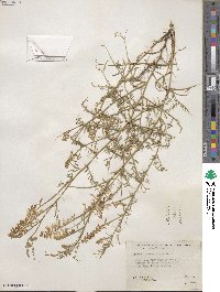 Astragalus tenellus image