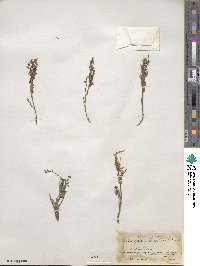 Astragalus tenellus image