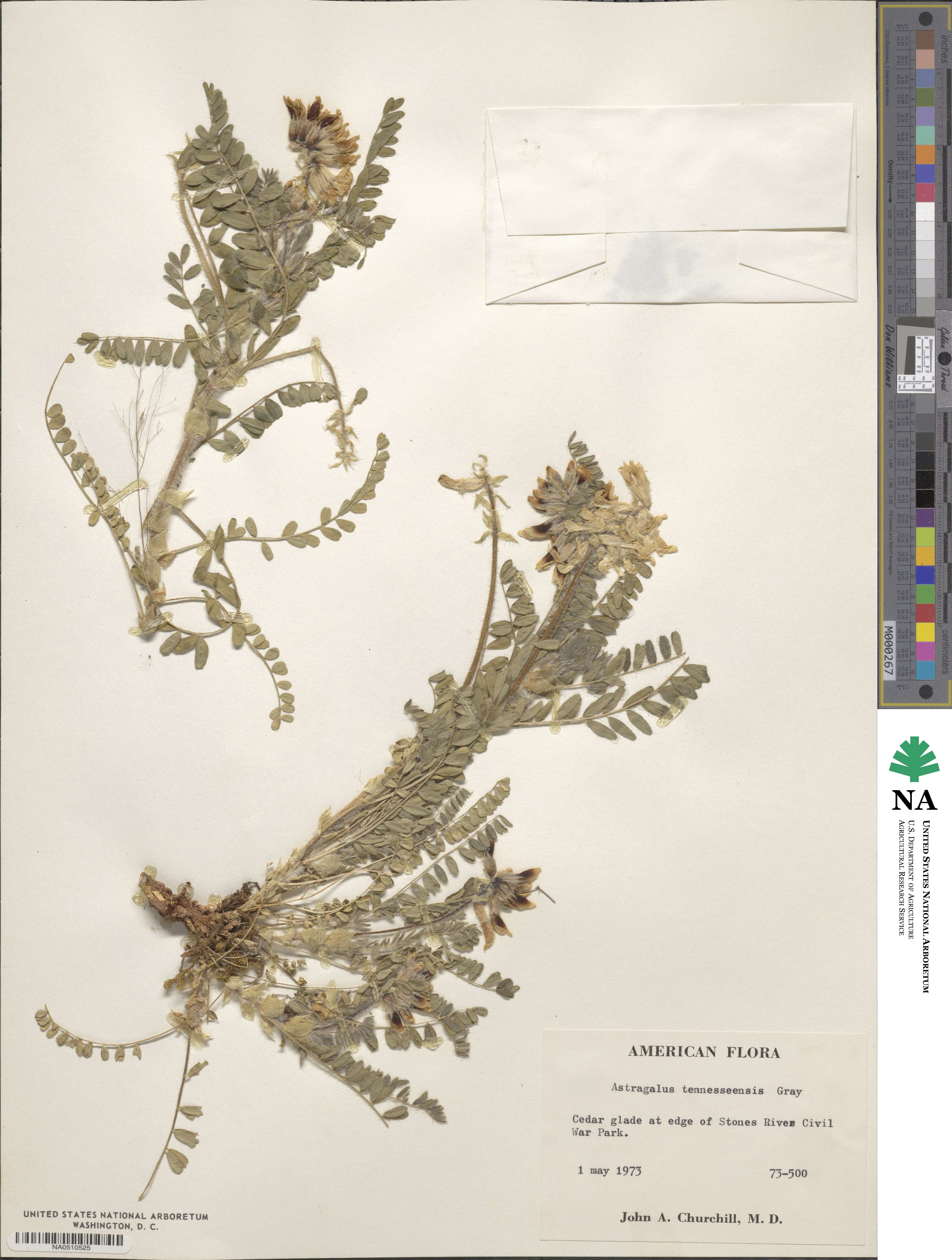Astragalus tennesseensis image