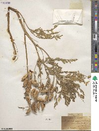 Astragalus tennesseensis image