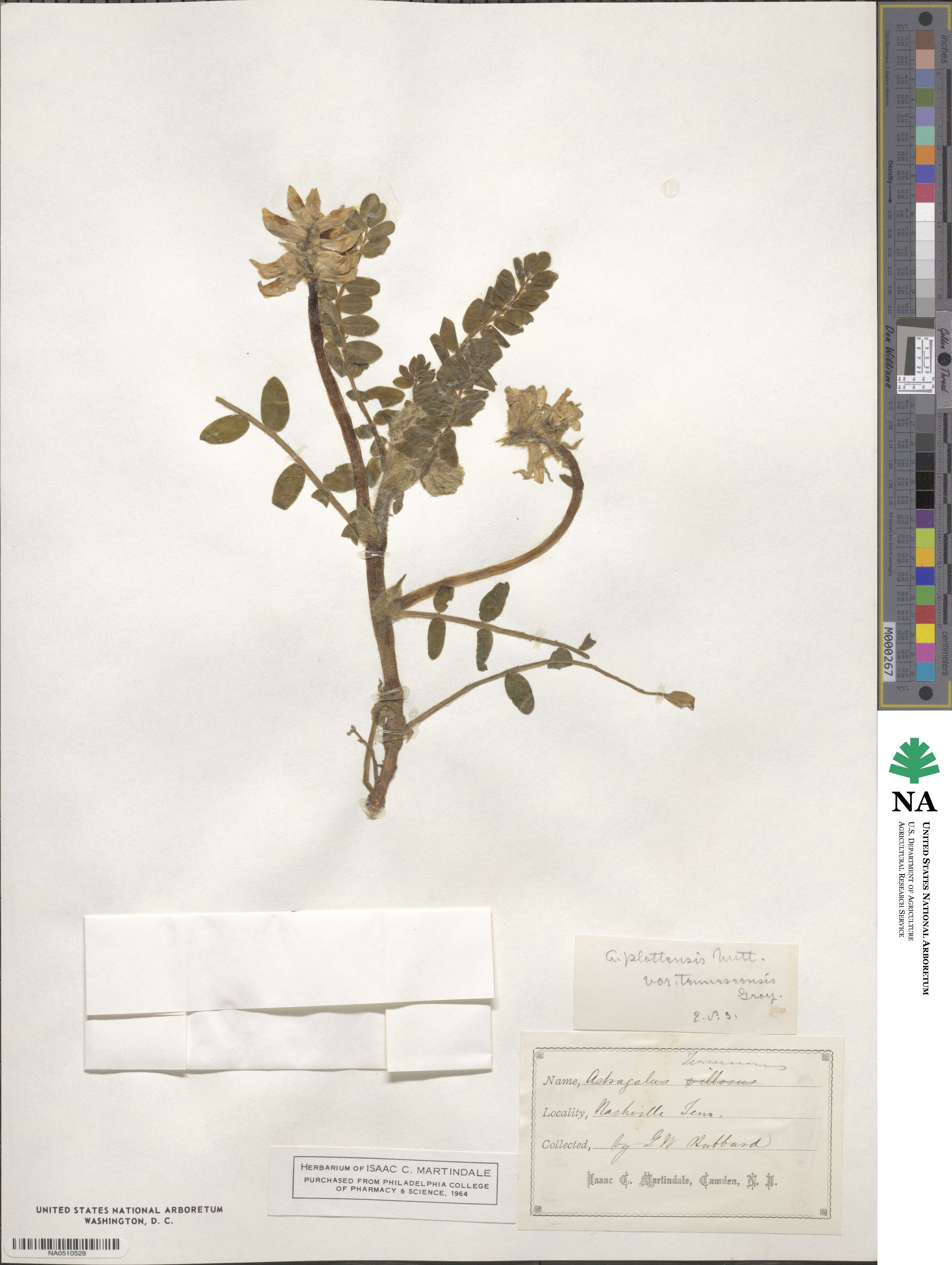 Astragalus tennesseensis image