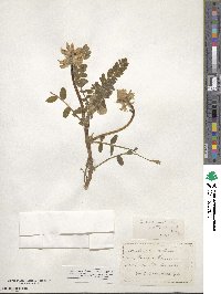 Astragalus tennesseensis image