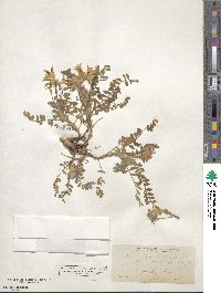 Astragalus tennesseensis image