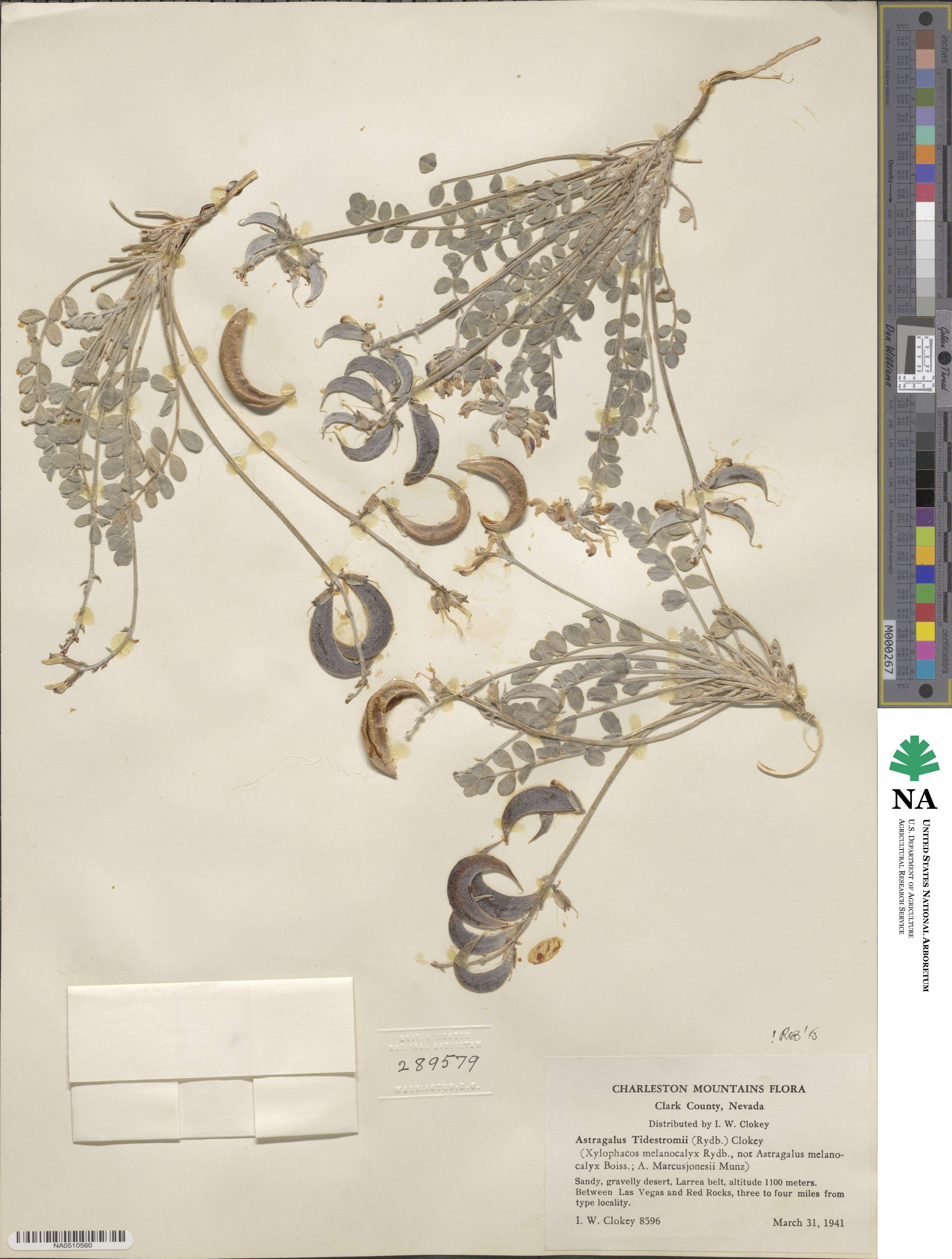Astragalus tidestromii image