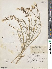 Astragalus toanus image