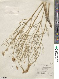 Astragalus toanus image