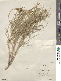 Astragalus toanus image