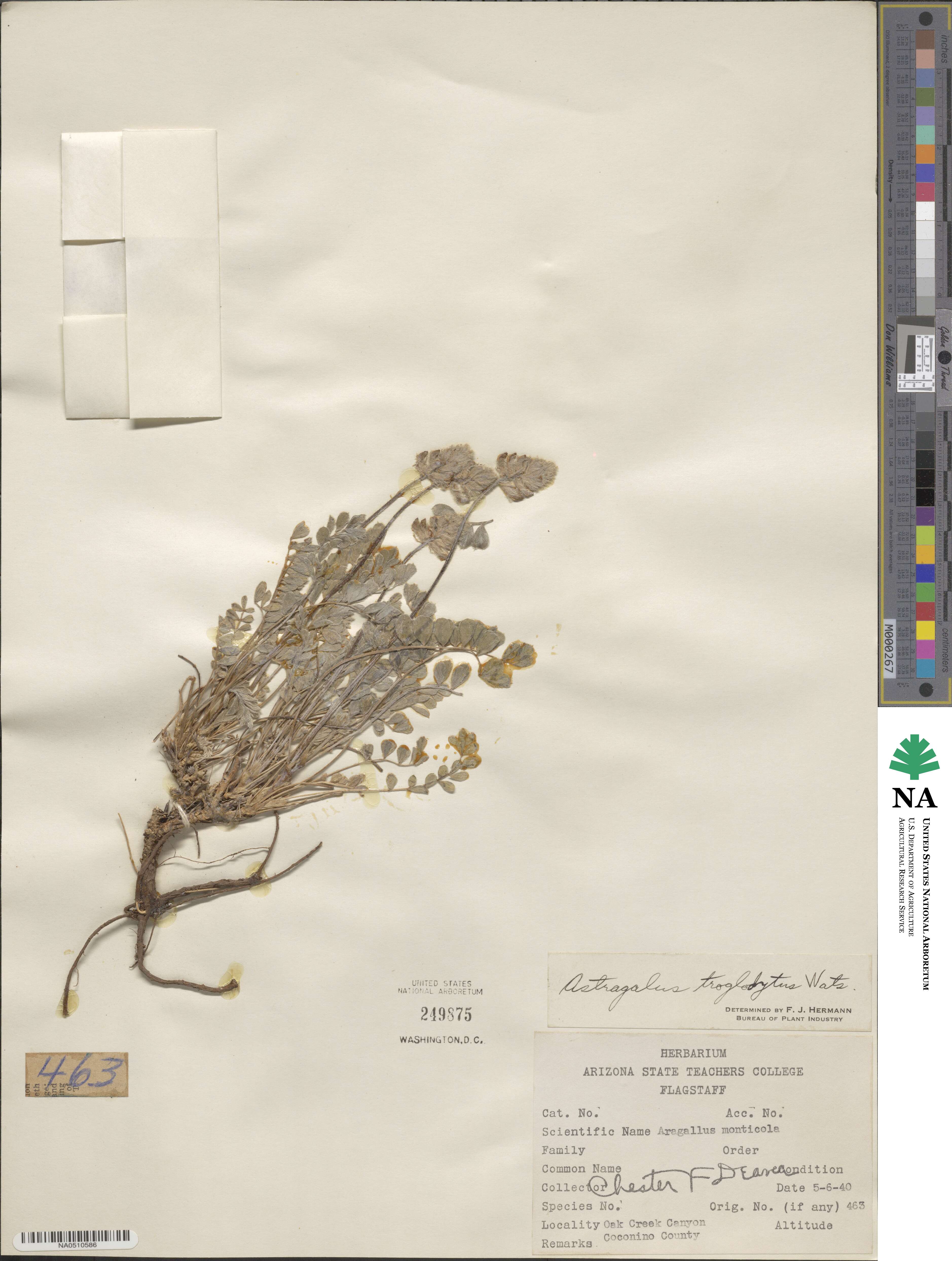 Astragalus troglodytus image