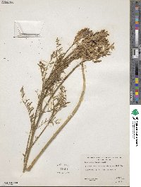 Astragalus tweedyi image