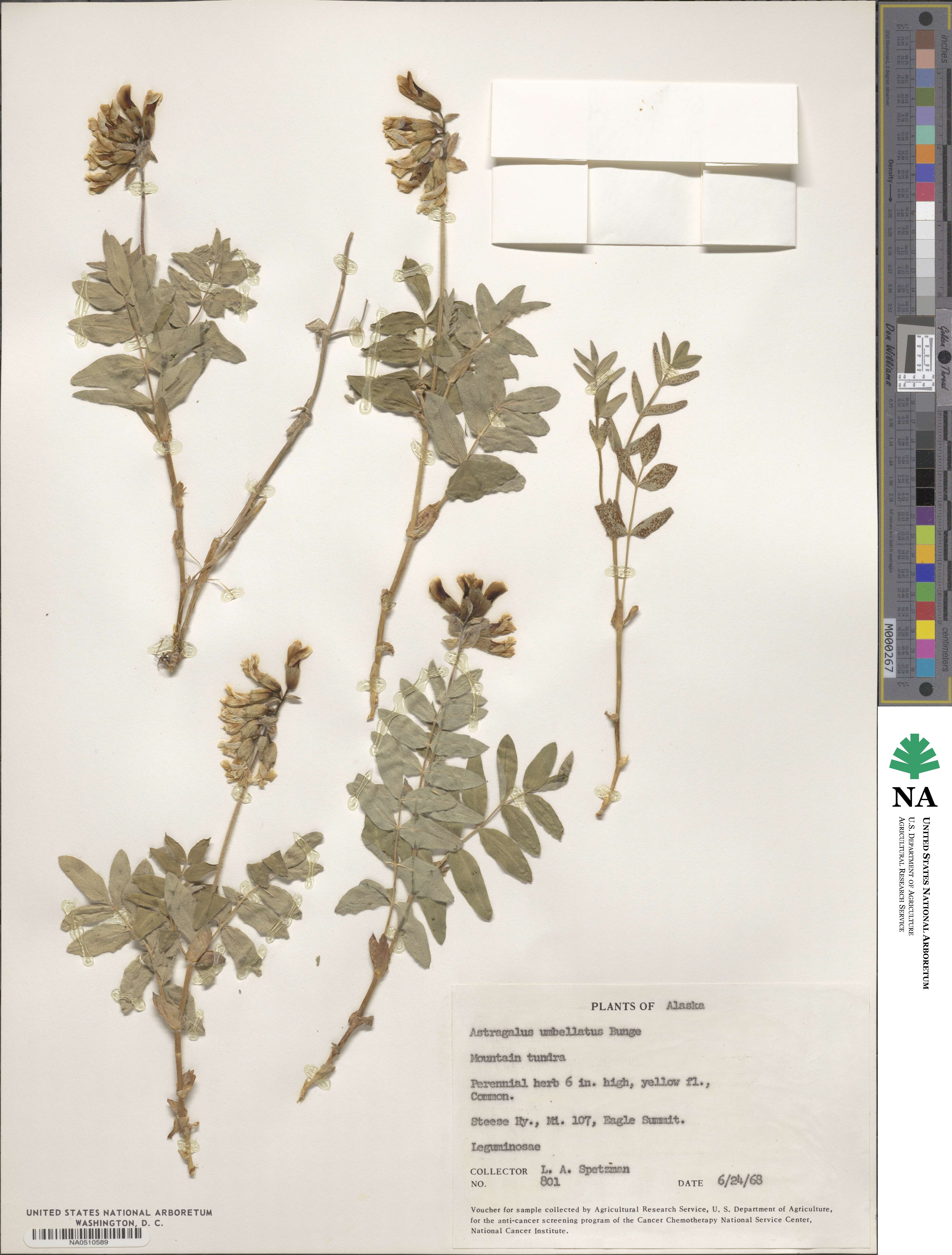 Astragalus umbellatus image