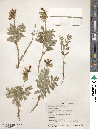 Astragalus umbellatus image