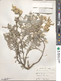 Astragalus utahensis image