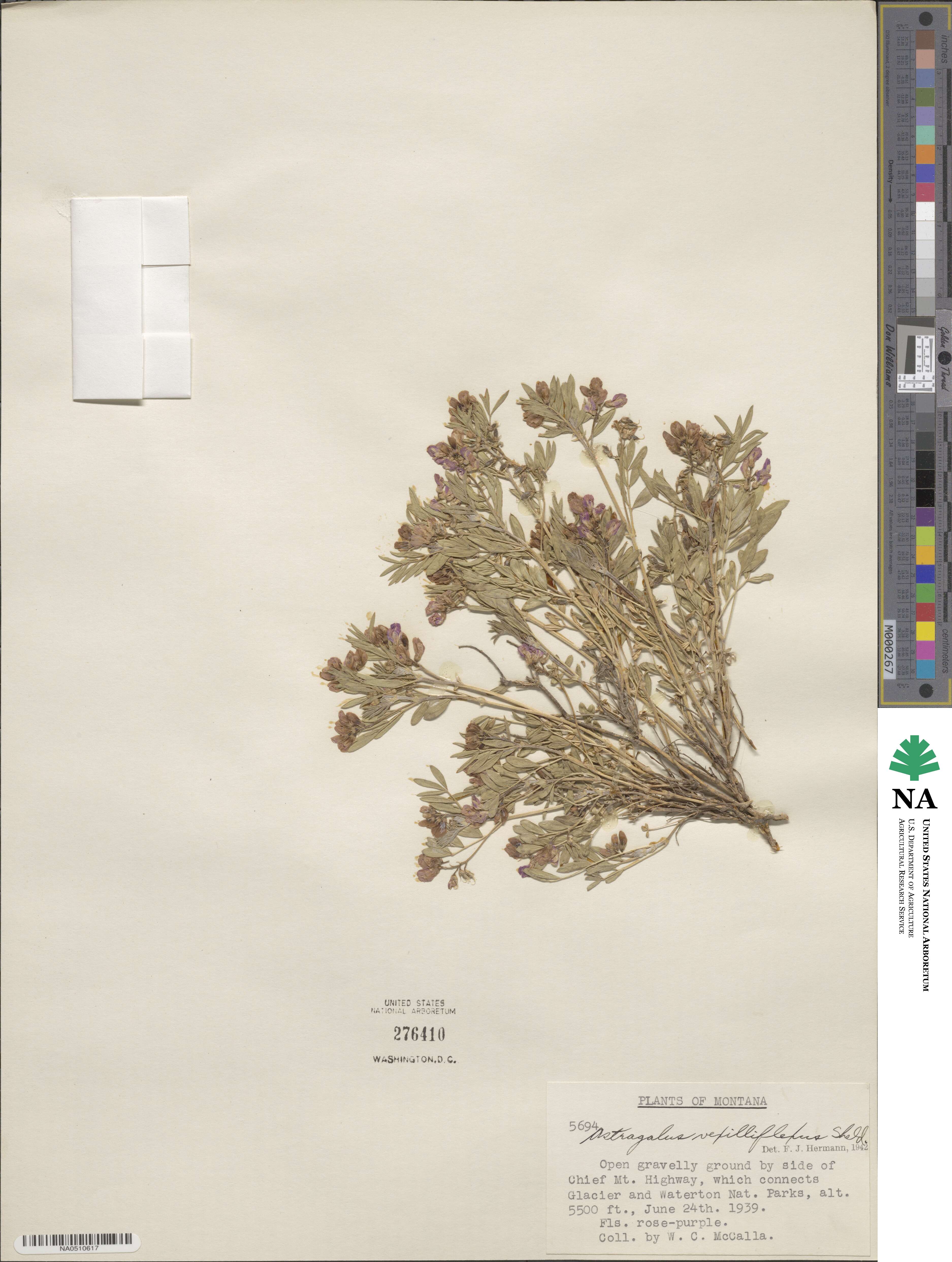 Astragalus vexilliflexus image