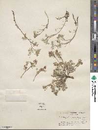 Astragalus vexilliflexus image