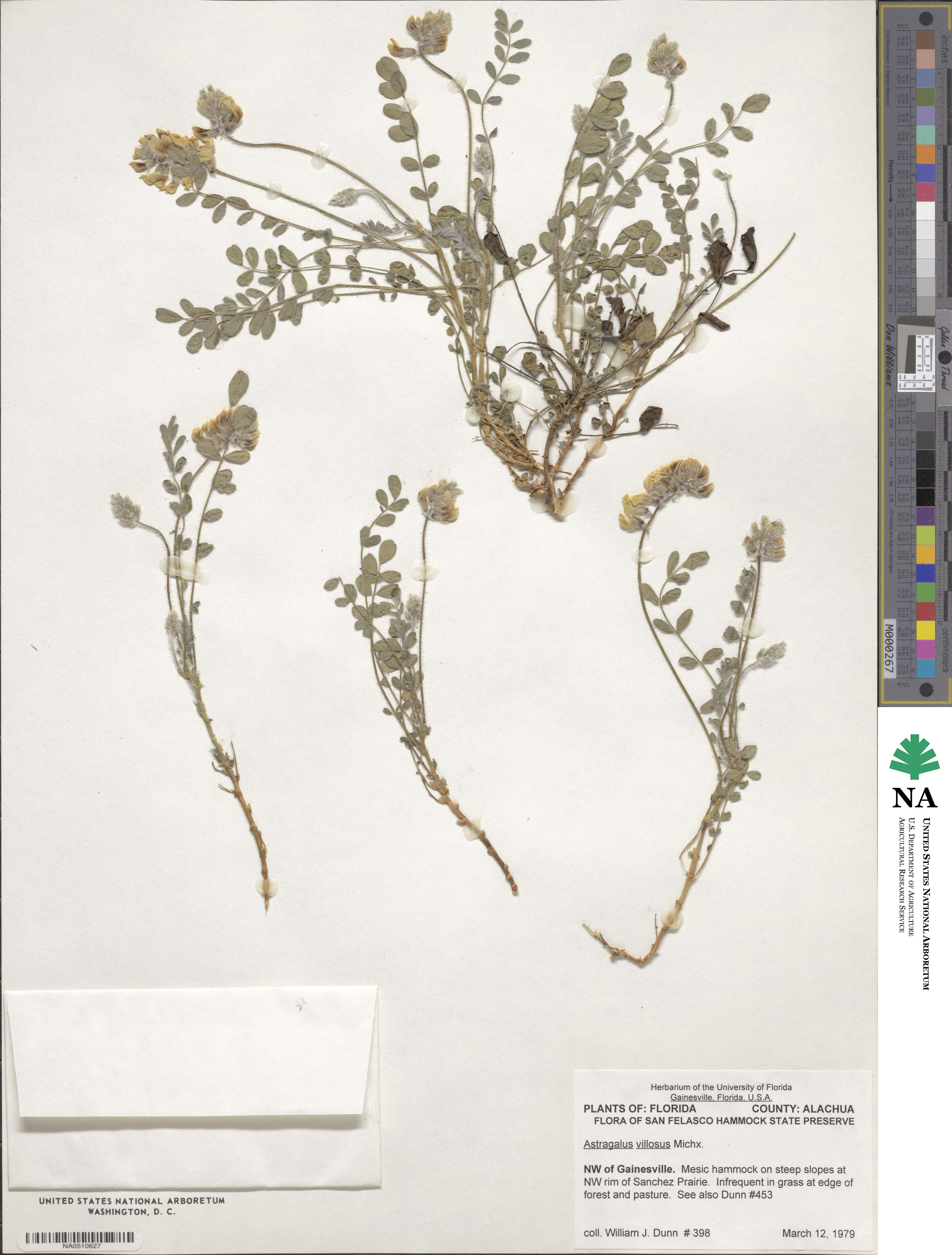 Astragalus villosus image