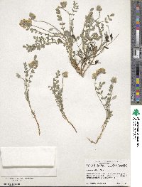 Astragalus villosus image