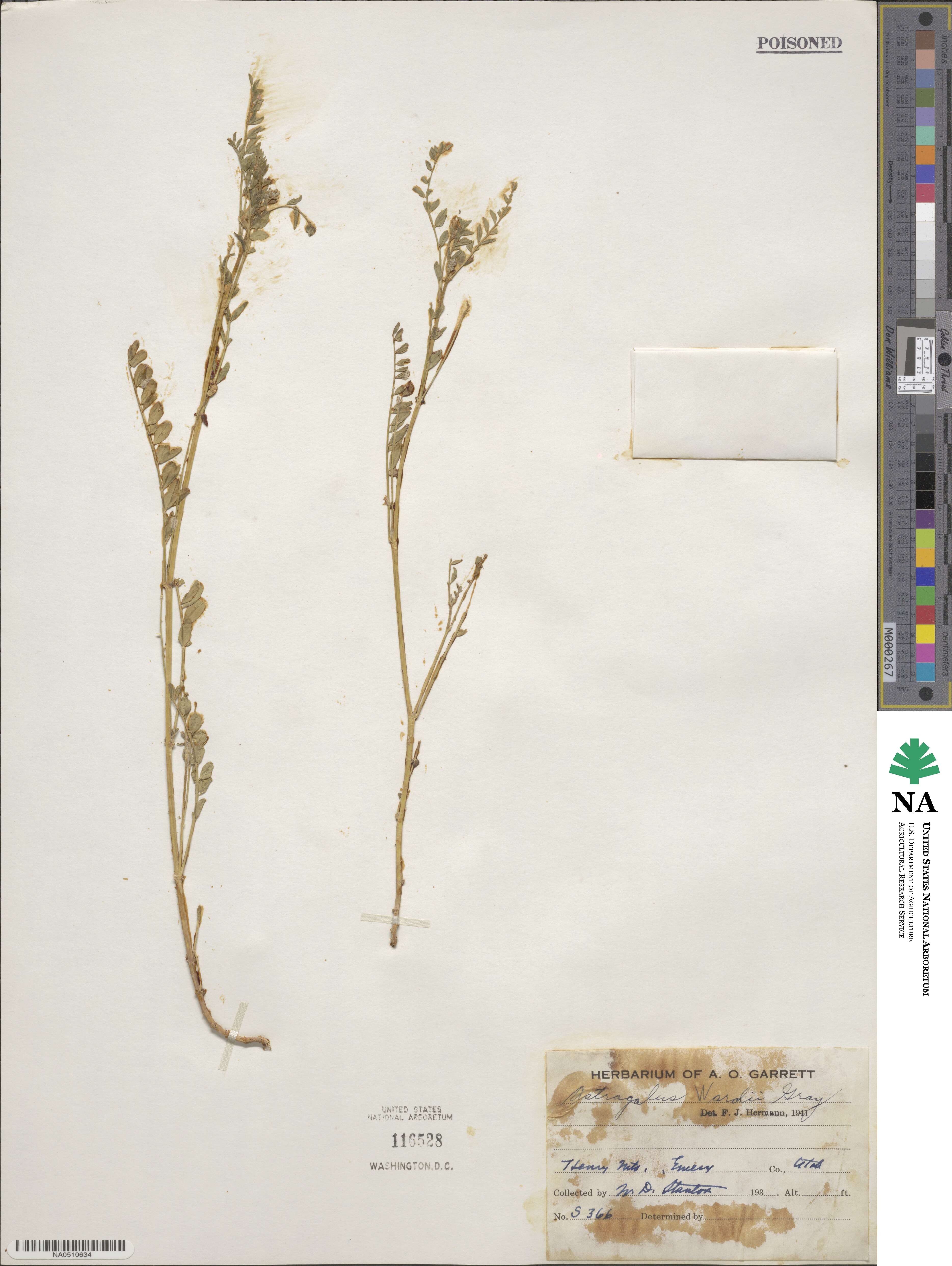 Astragalus wardii image
