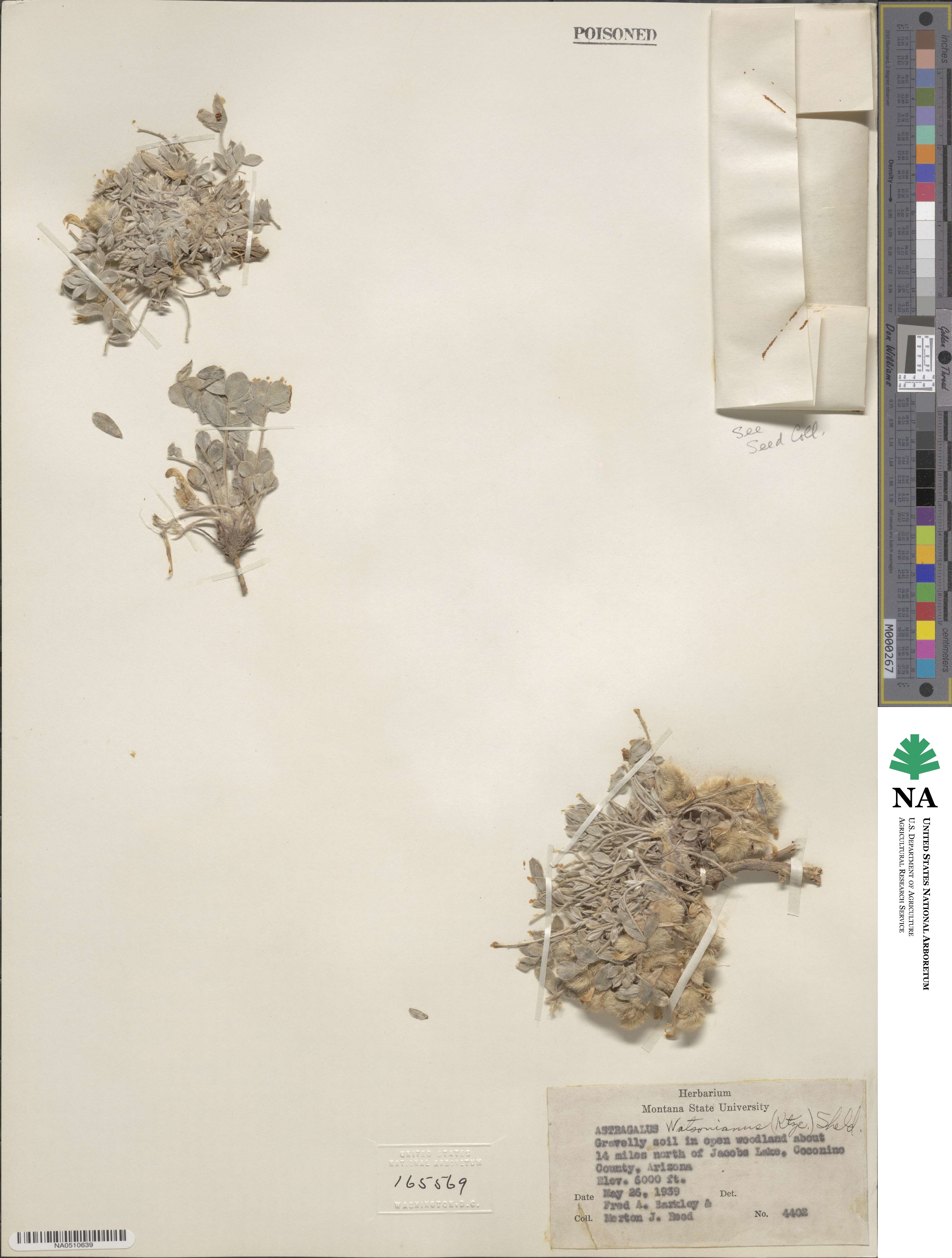 Astragalus watsonianus image