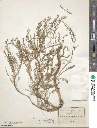 Astragalus diphacus image