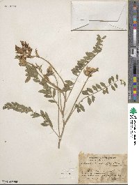 Astragalus mollissimus image