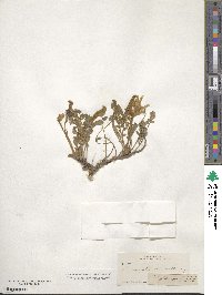 Astragalus mollissimus image