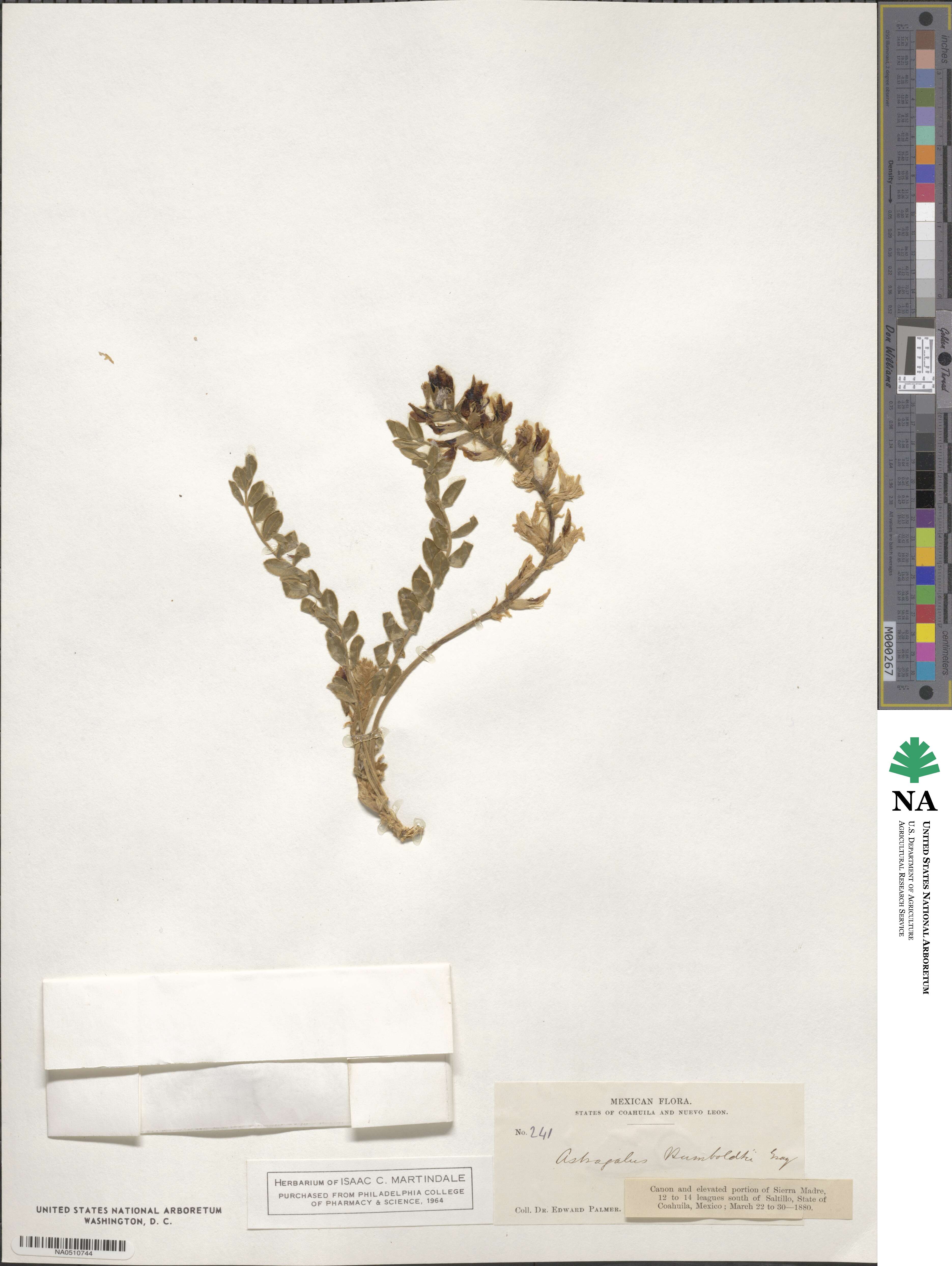 Astragalus mollissimus image