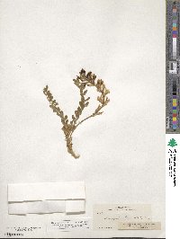 Astragalus mollissimus var. irolanus image