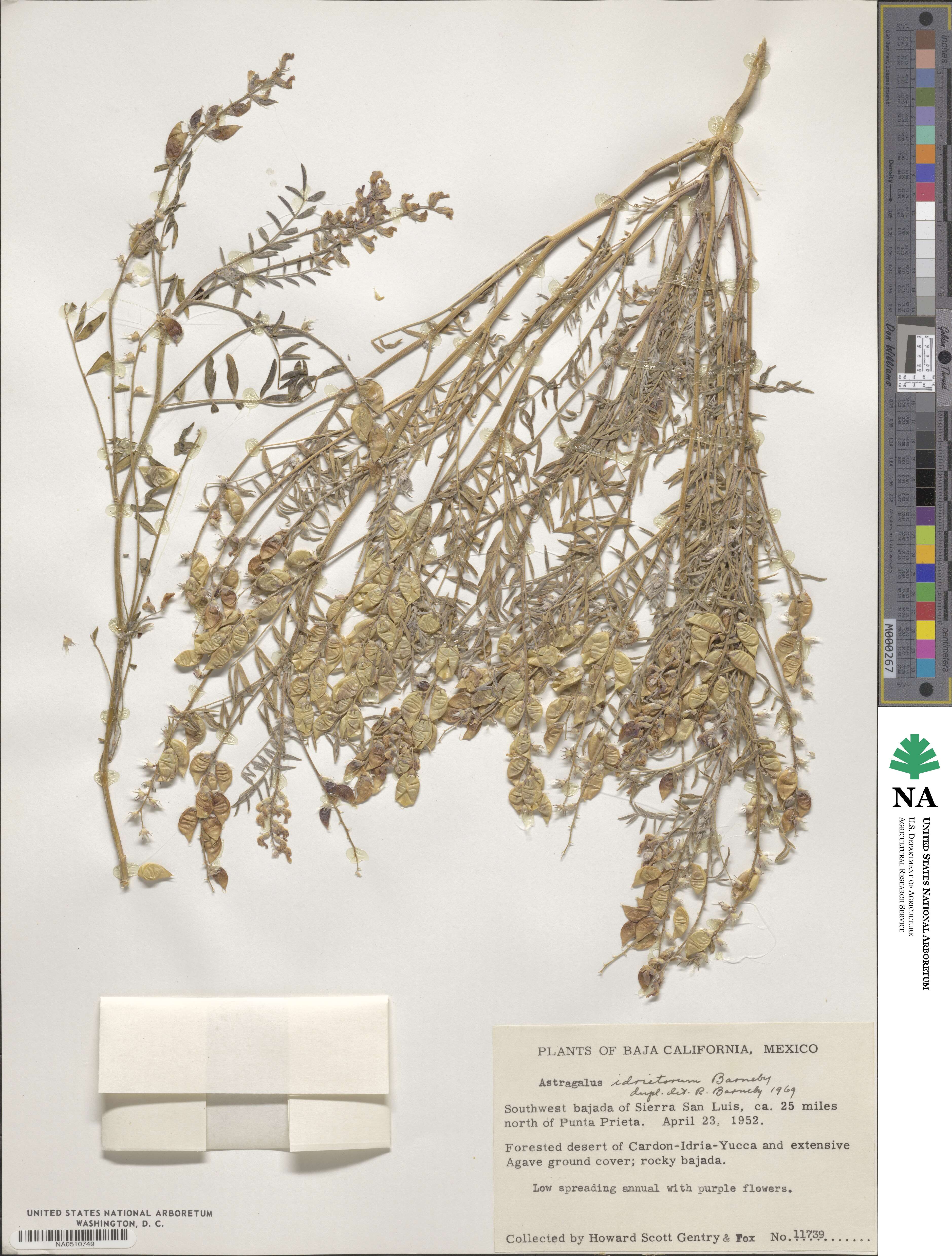 Astragalus idrietorum image