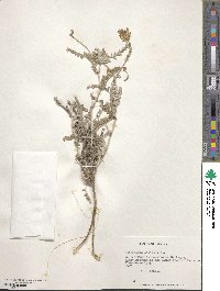 Astragalus amatus image