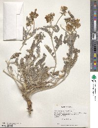 Astragalus amatus image