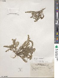 Image of Astragalus arequipensis