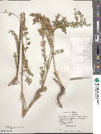 Astragalus chamissonis image