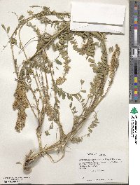 Astragalus chamissonis image