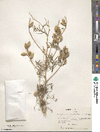 Astragalus coquimbensis image