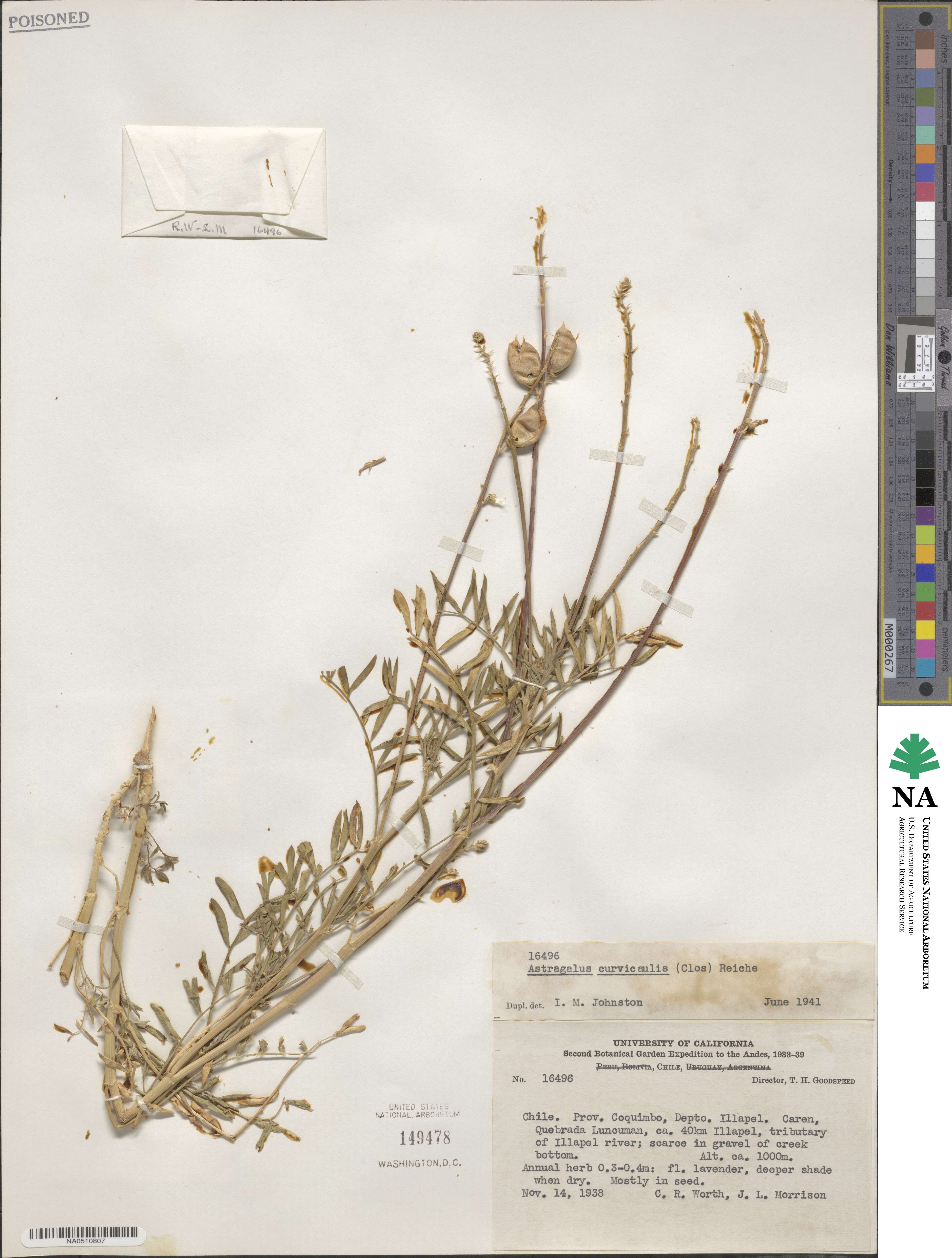 Astragalus curvicaulis image