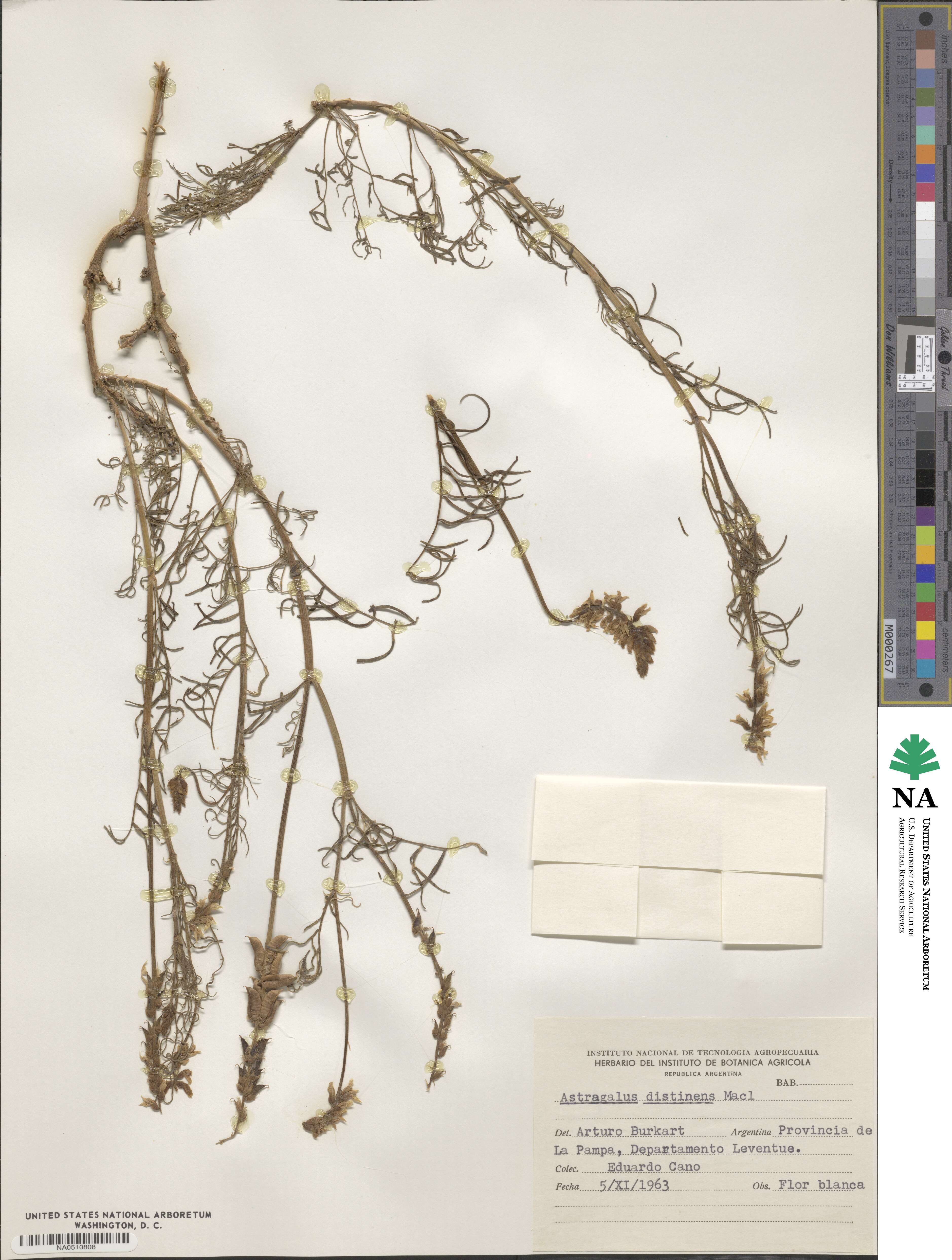 Astragalus distinens image