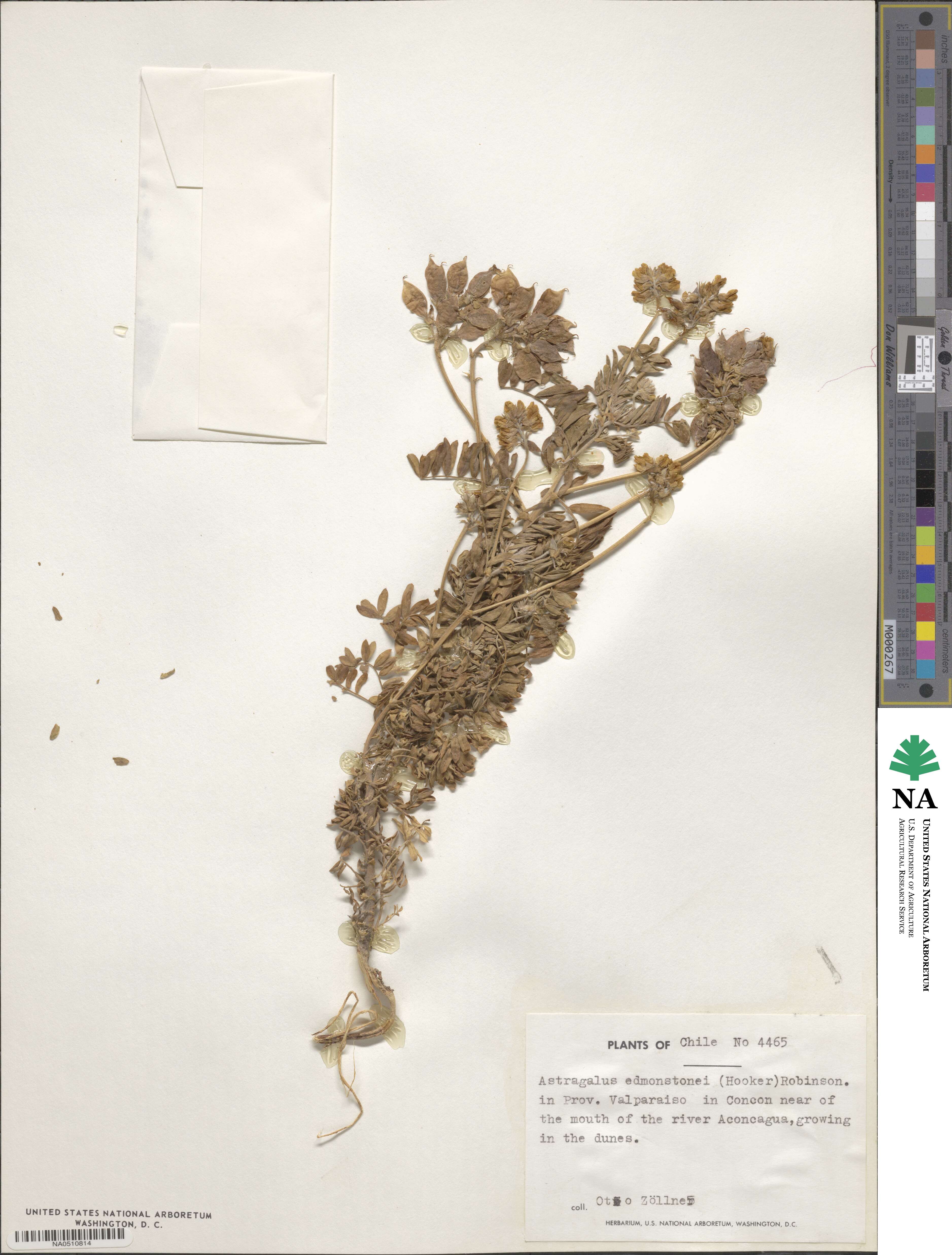 Astragalus edmonstonei image